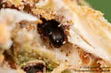 Pityophthorus pulicarius - photo 5