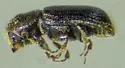 Pityophthorus setosus - photo 2