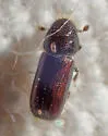 Pityophthorus setosus - photo 3