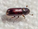 Pityophthorus setosus - photo 4