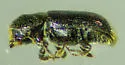 Pityophthorus setosus - photo 5