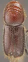 Pityophthorus virilis