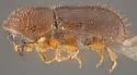 Pityophthorus virilis - photo 2