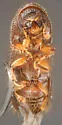 Pityophthorus virilis - photo 3