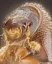 Pityophthorus virilis - photo 4