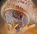 Pityophthorus virilis - photo 5