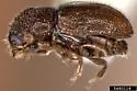 Pityotrichus barbatus - photo 2