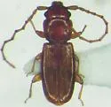 Placonotus falinorum