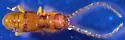 Placonotus falinorum - photo 4