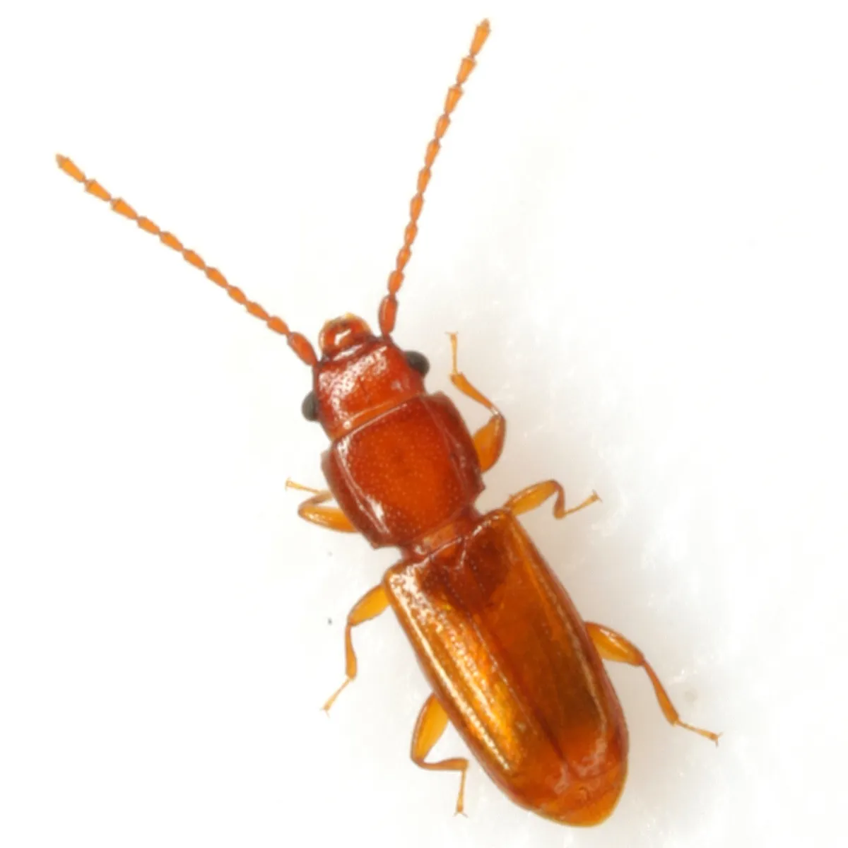 Placonotus modestus - photo 2
