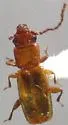 Placonotus nitens