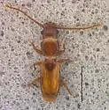 Placonotus nitens - photo 2
