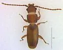 Placonotus nitens - photo 3