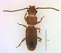 Placonotus nitens - photo 4