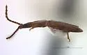 Placonotus nitens - photo 5
