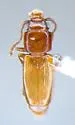Placonotus politissimus - photo 3