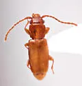 Placonotus politissimus - photo 4