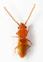 Placonotus politissimus - photo 5