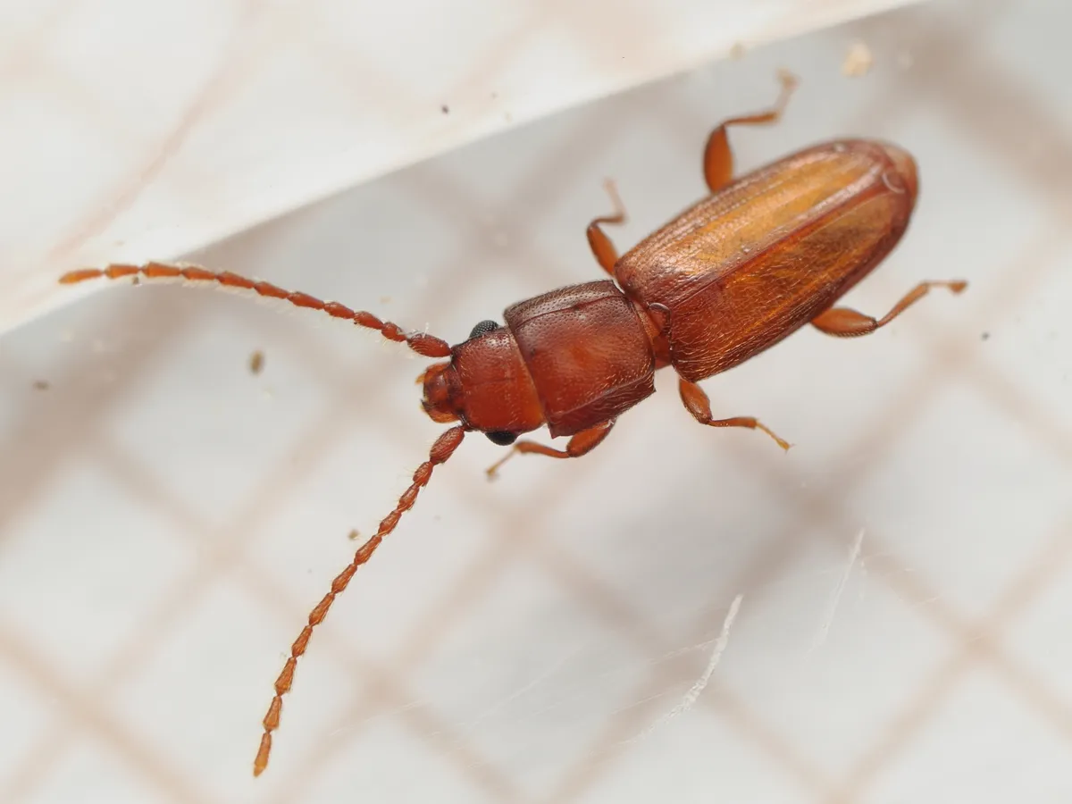 Placonotus testaceus - photo 3