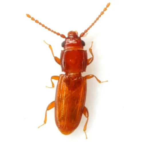 Placonotus zimmermanni - photo 3