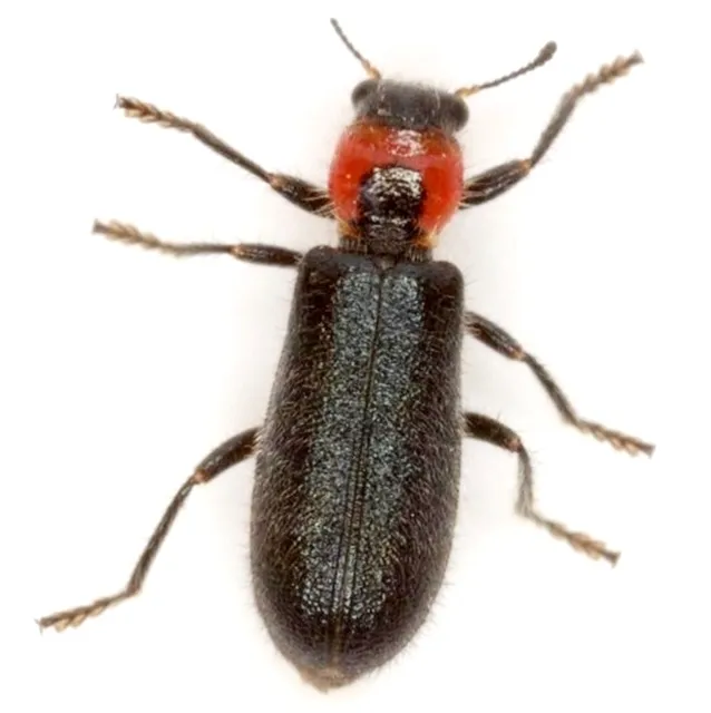 Placopterus thoracicus - photo 3
