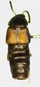 Placusa tachyporoides
