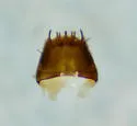 Placusa tachyporoides - photo 2