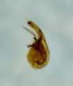 Placusa tachyporoides - photo 3