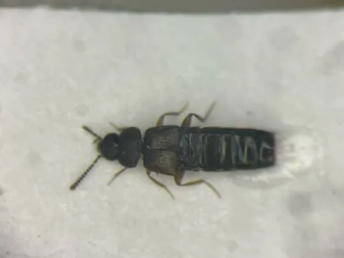 Placusa tacomae - Placusa tacomae