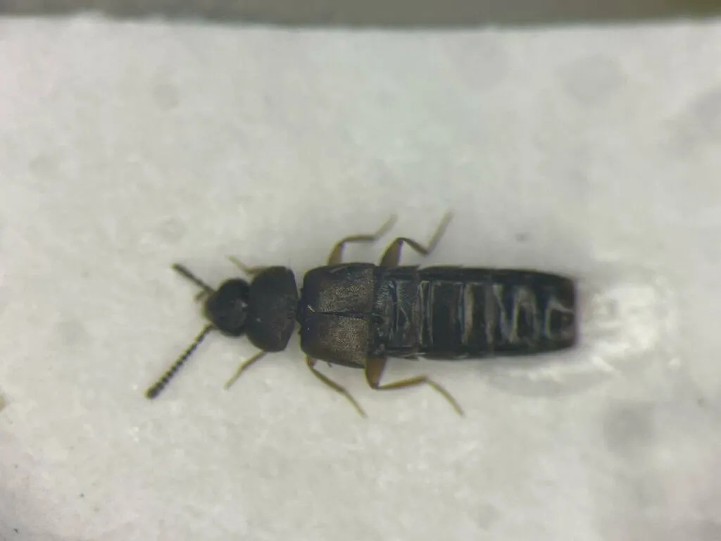 Placusa tacomae - photo 2