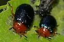 Plagiodera arizonae - photo 2