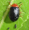 Plagiodera arizonae - photo 3