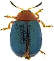 Plagiodera arizonae - photo 4