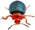 Plagiodera arizonae - photo 5
