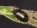 Plagiodera californica