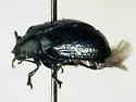 Plagiodera californica - photo 2