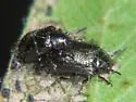 Plagiodera californica - photo 3