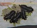 Plagiodera californica - photo 4