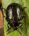 Plagiodera californica - photo 5