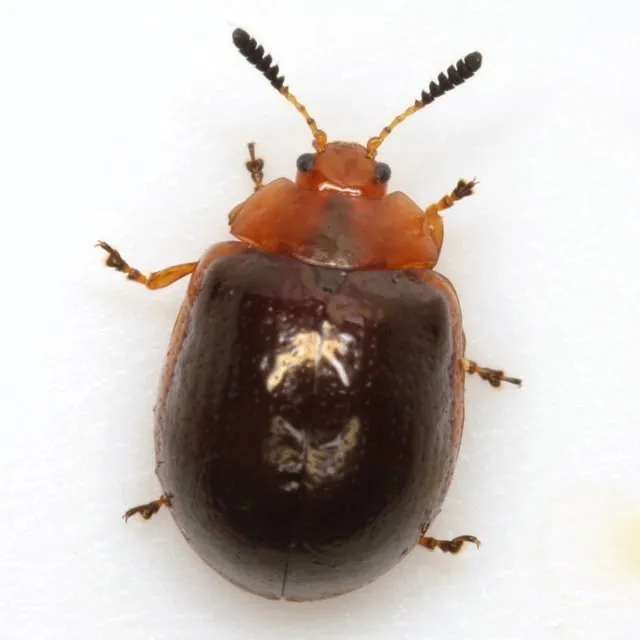 Plagiodera thymaloides - photo 2