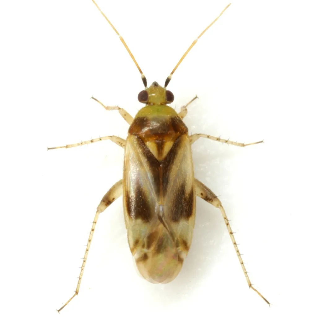 Plagiognathus albatus - photo 2