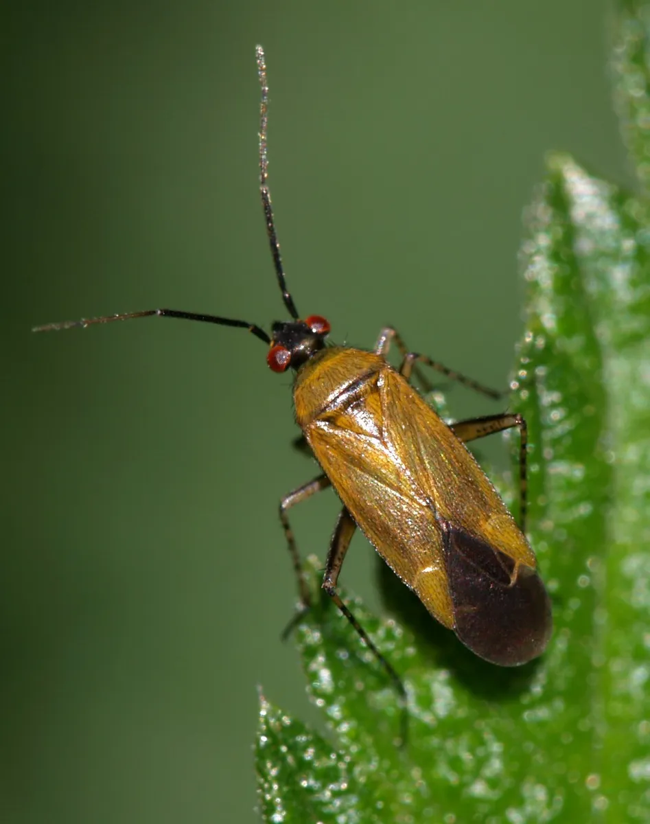 Plagiognathus arbustorum - photo 3