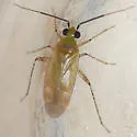 Plagiognathus atricornis