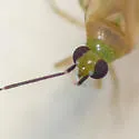 Plagiognathus atricornis - photo 2