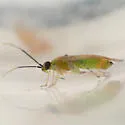Plagiognathus atricornis - photo 3