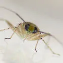 Plagiognathus atricornis - photo 4