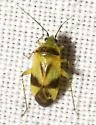 Plagiognathus blatchleyi