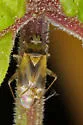 Plagiognathus blatchleyi - photo 2