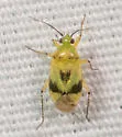 Plagiognathus blatchleyi - photo 3