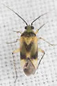 Plagiognathus blatchleyi - photo 4